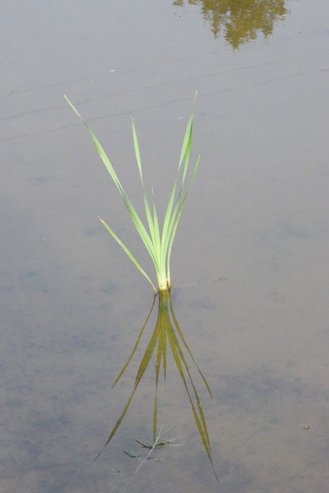 laghetti artificiali per anfibi